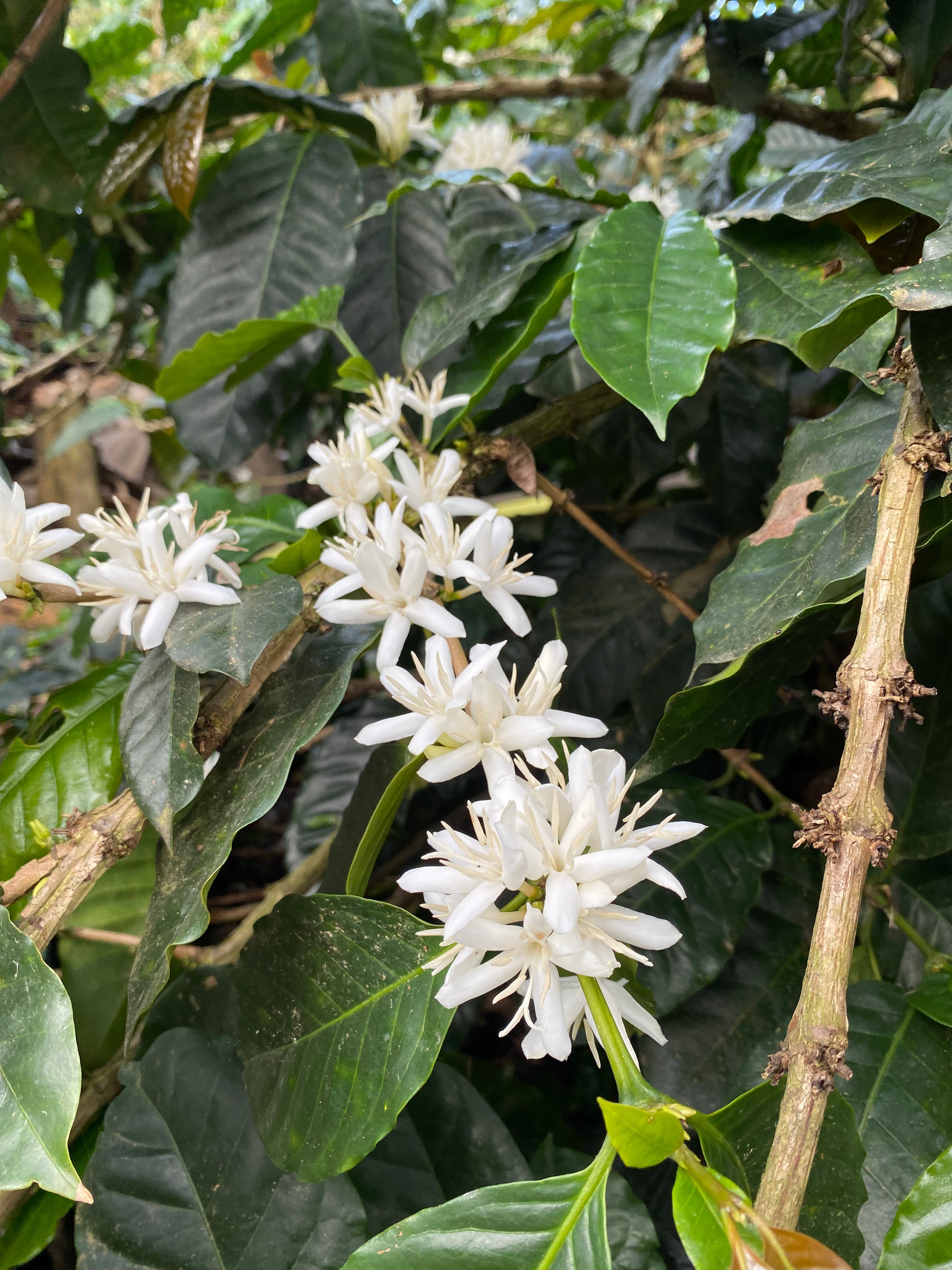 Seasonal Filter Blend