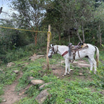 Afbeelding in Gallery-weergave laden, El Salvaje - NEW
