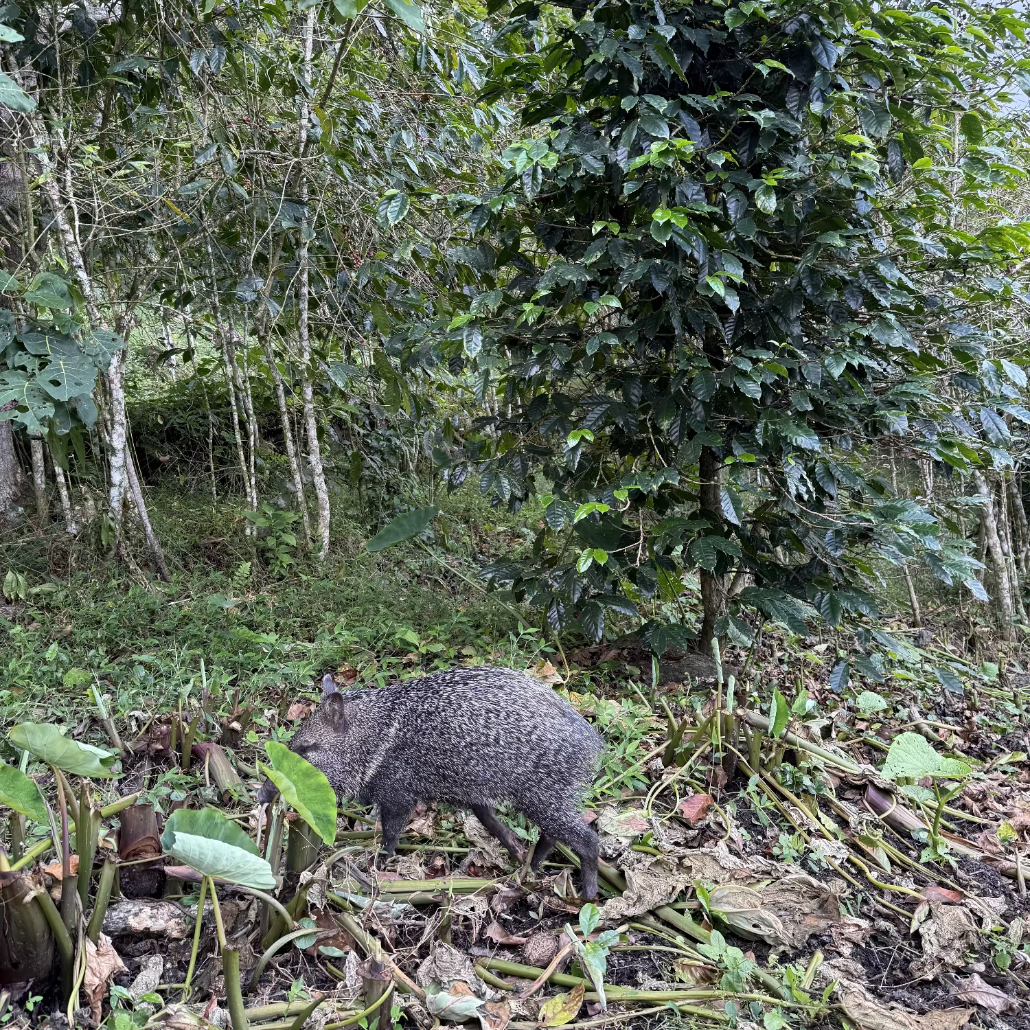 El Salvaje - NEW