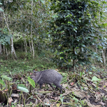 Afbeelding in Gallery-weergave laden, El Salvaje - NEW
