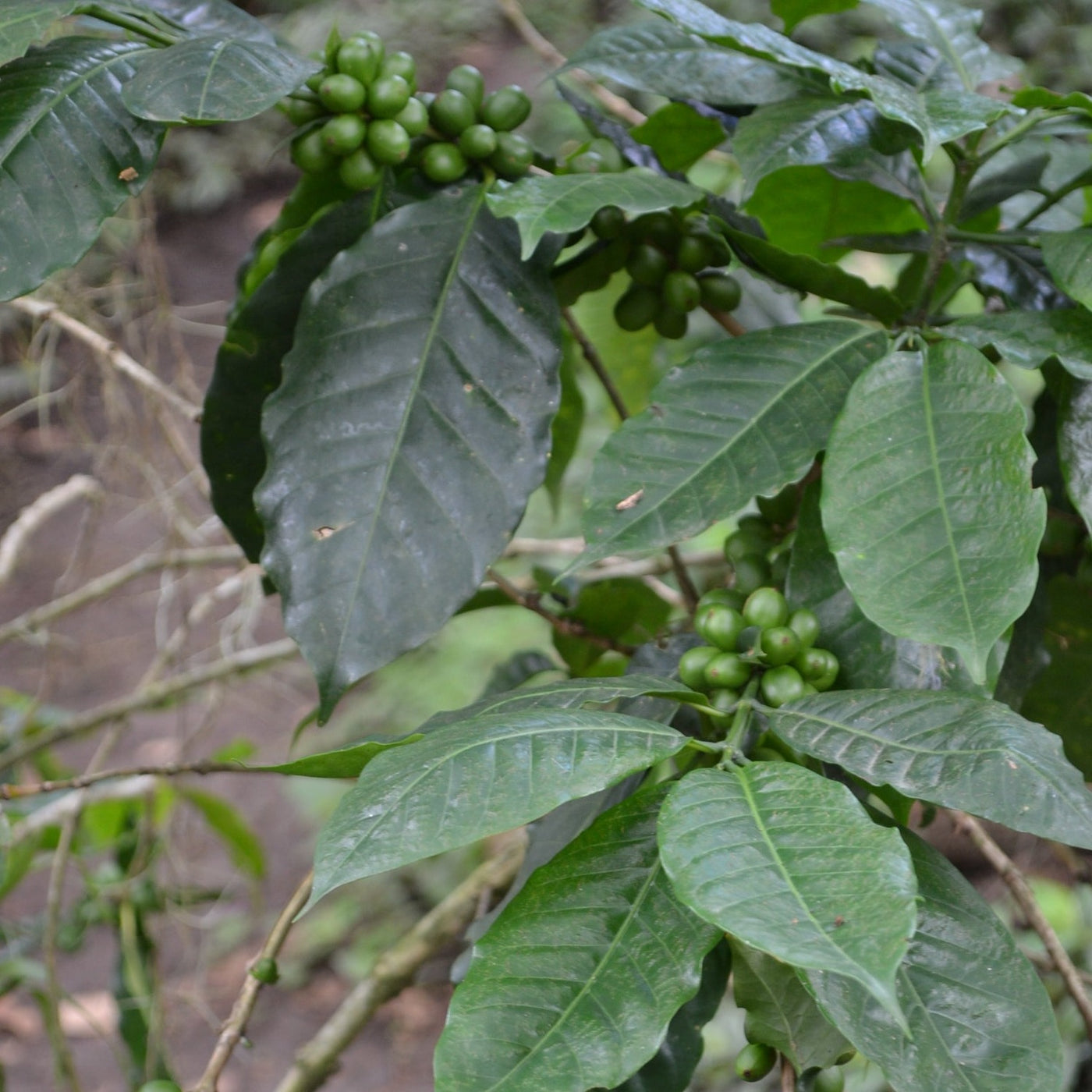 Typica