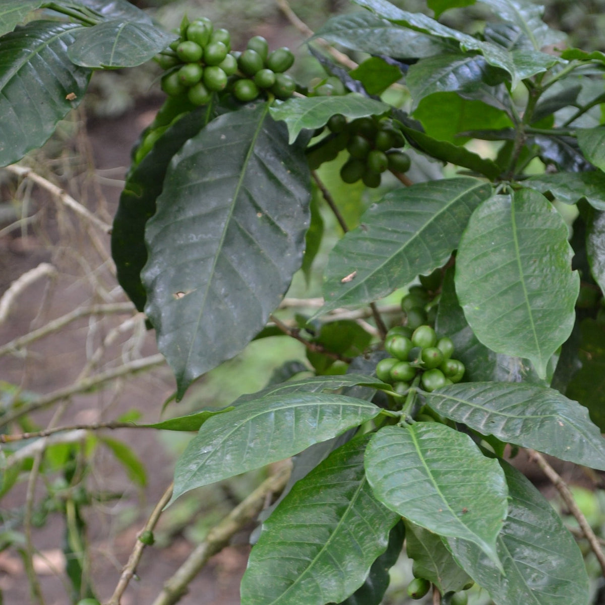 Typica