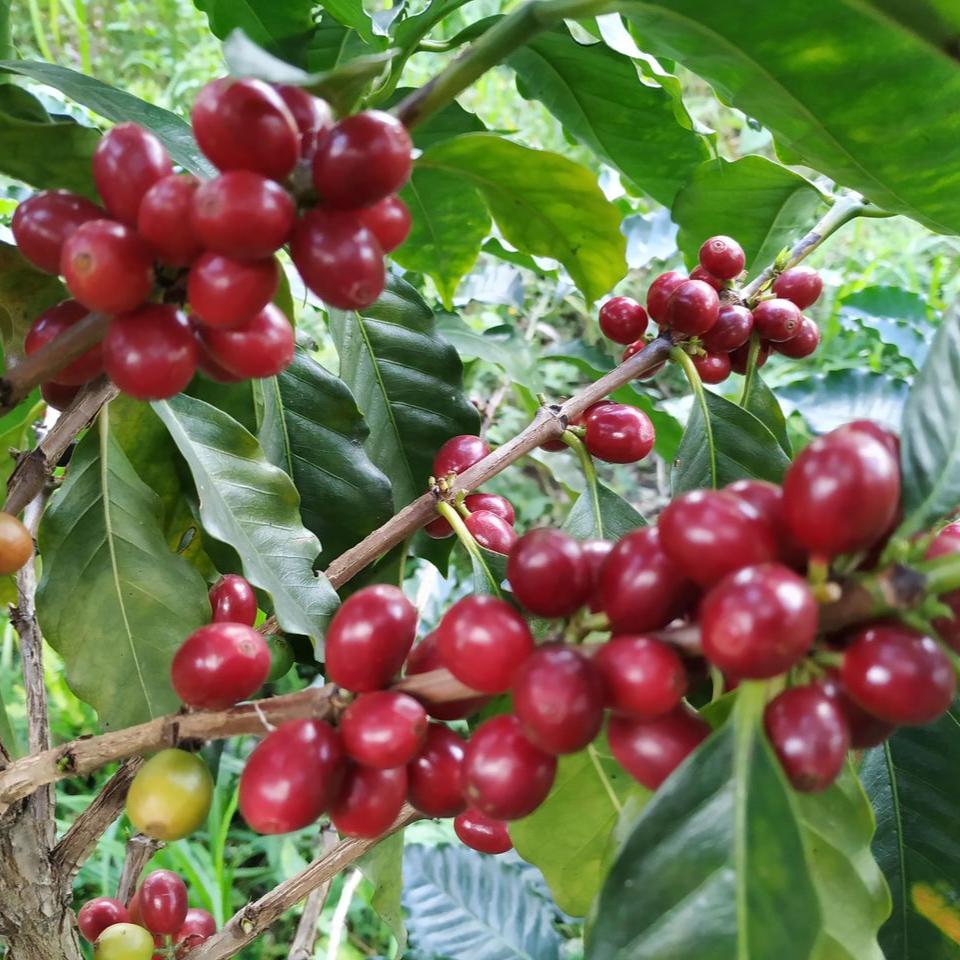 El Grano d'Aragua
